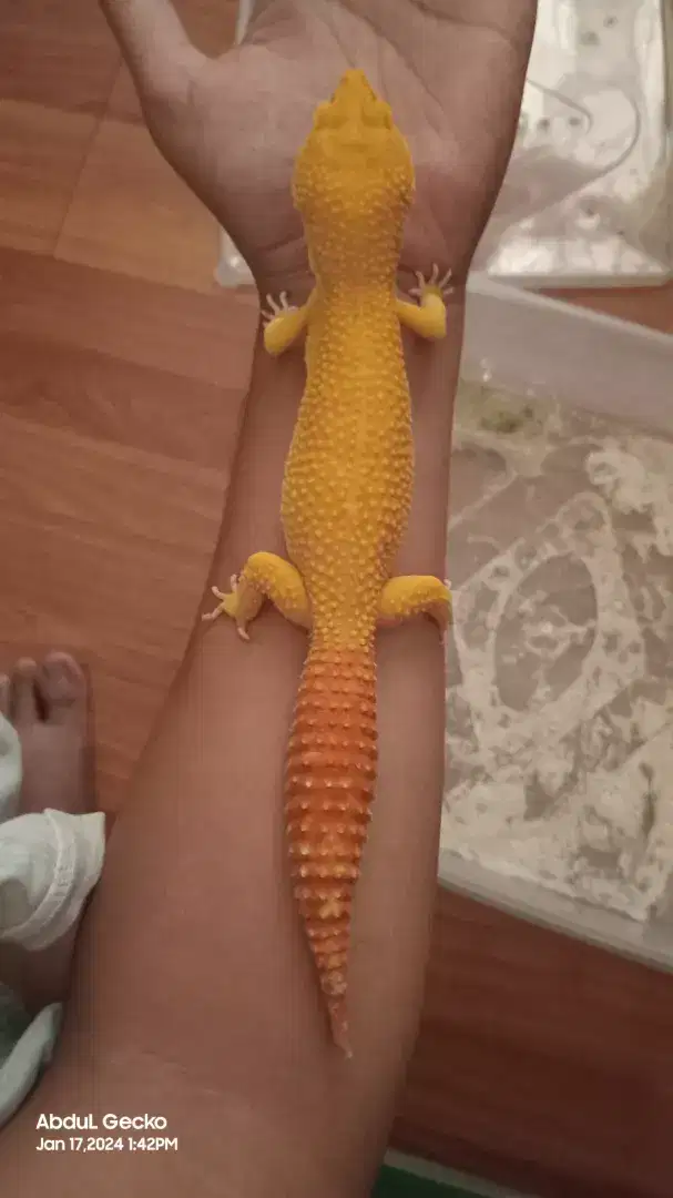 Gecko Super Giant