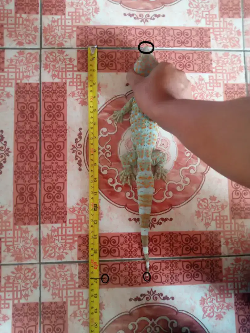 Tester Tokek dan Gecko