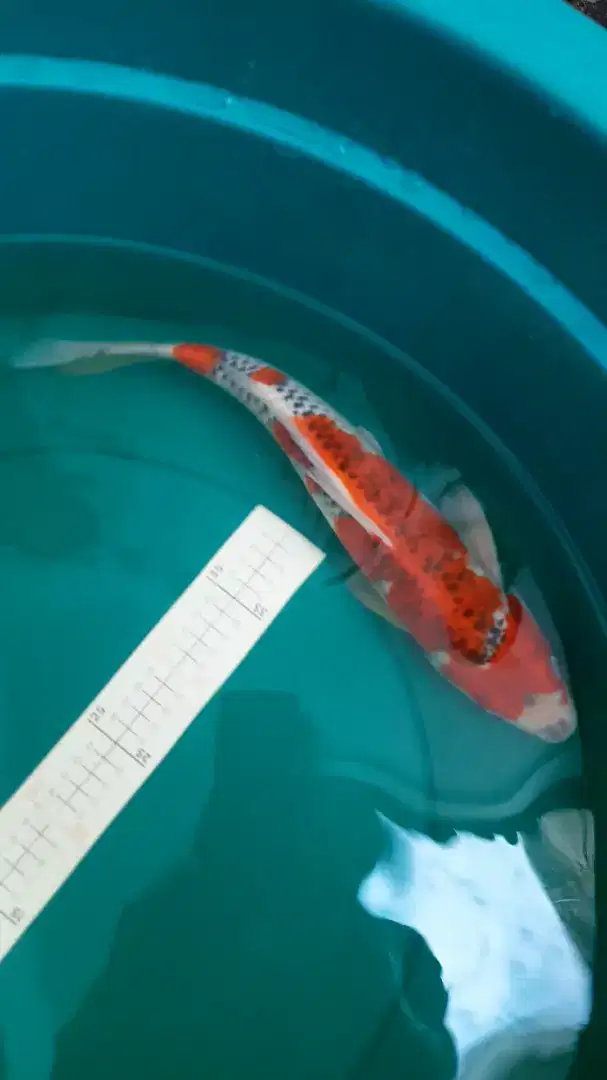 ikan koi jenis Goshiki 41cm original steong