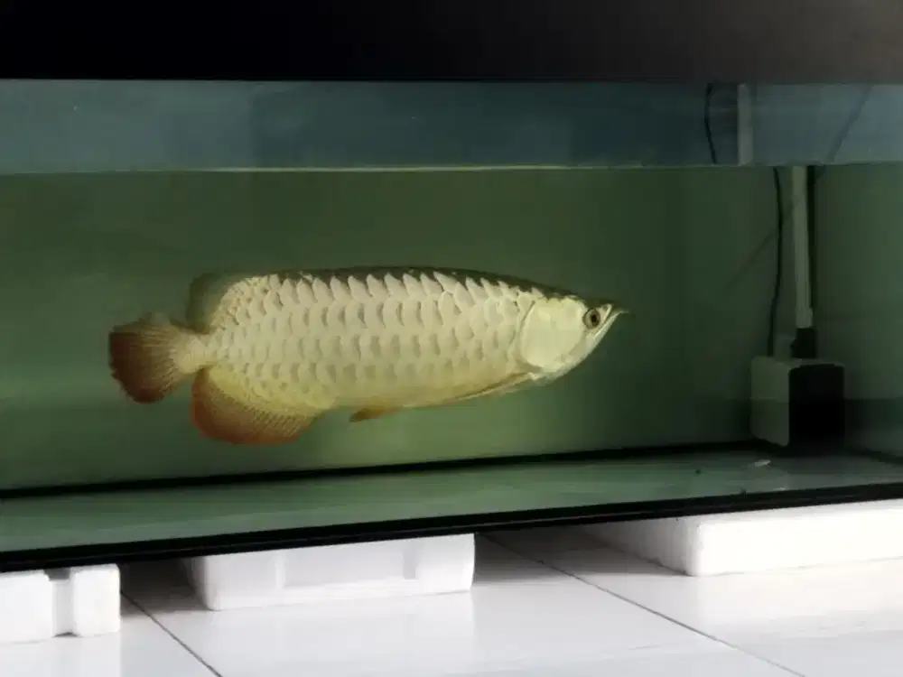 Arowana Golden Red HB Jumbo