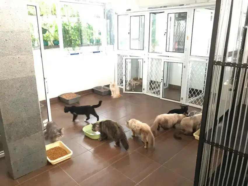 Lowongan kerja Cat sitter & grooming