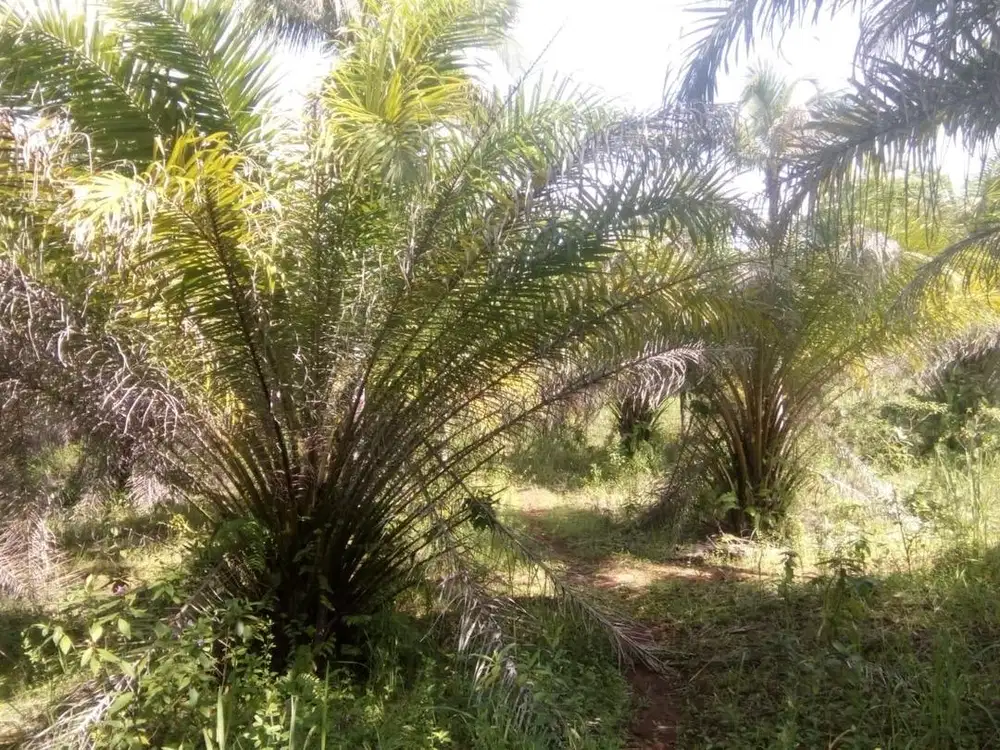 Dijual Cepat Tanah + Kebun Sawit