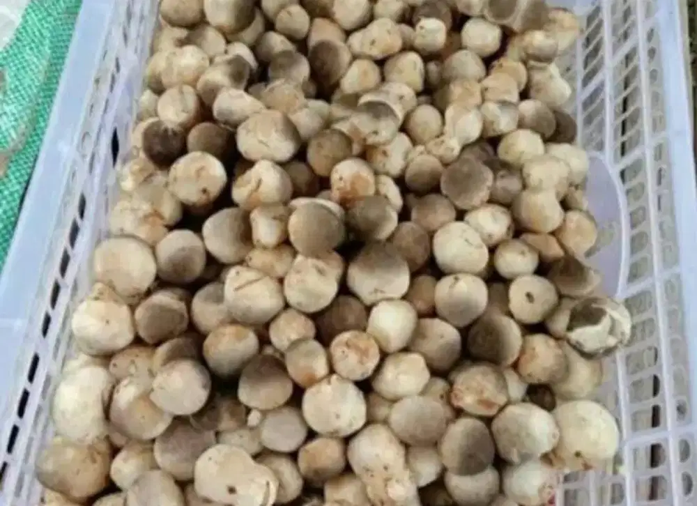 Jamur merang Atau jamur bulat