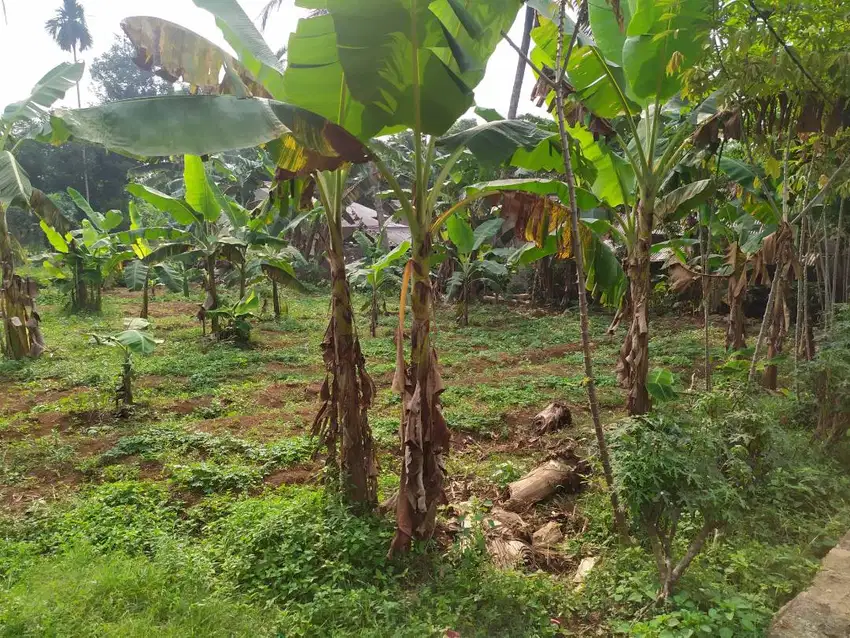 DISEWA TANAH PERKEBUNAN PRODUKTIF DI CISEENG, BOGOR