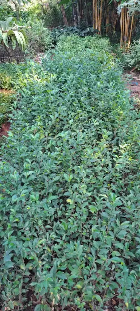 Tanaman Tehtehan pagar