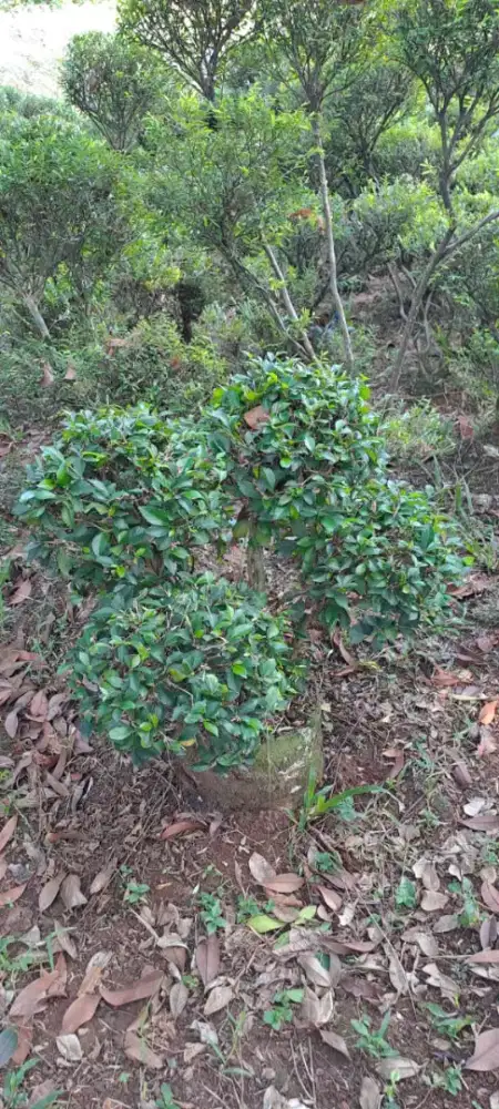 Tanaman Bonsai Tehtehan