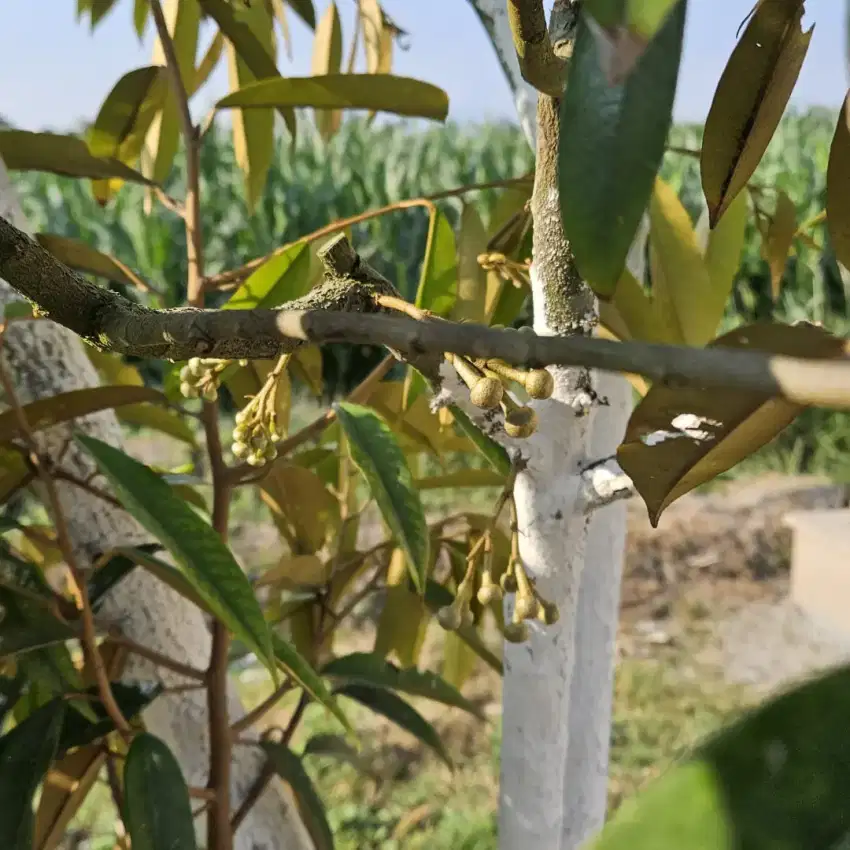 JUAL TANAH KEBUN DURIAN SUPER KOTA BLITAR