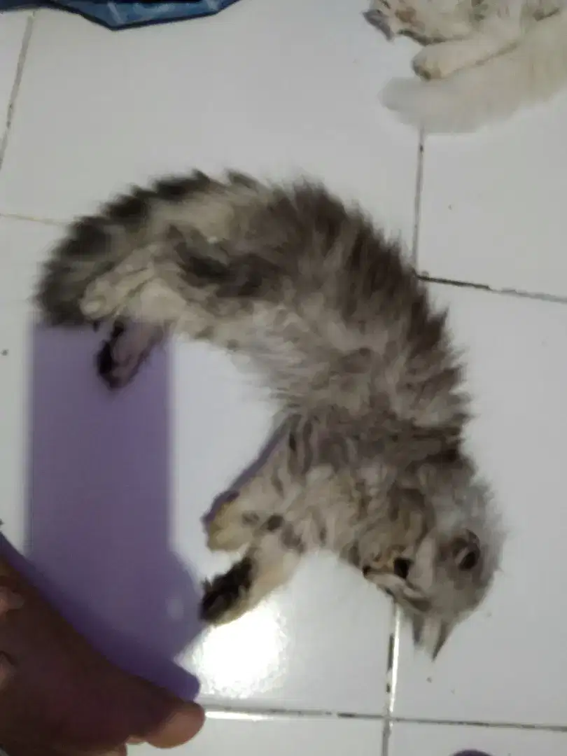 Kucing Persia anggora 2 bulan