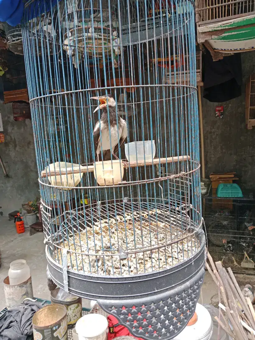 Burung jalak uren mandirian harga mulai