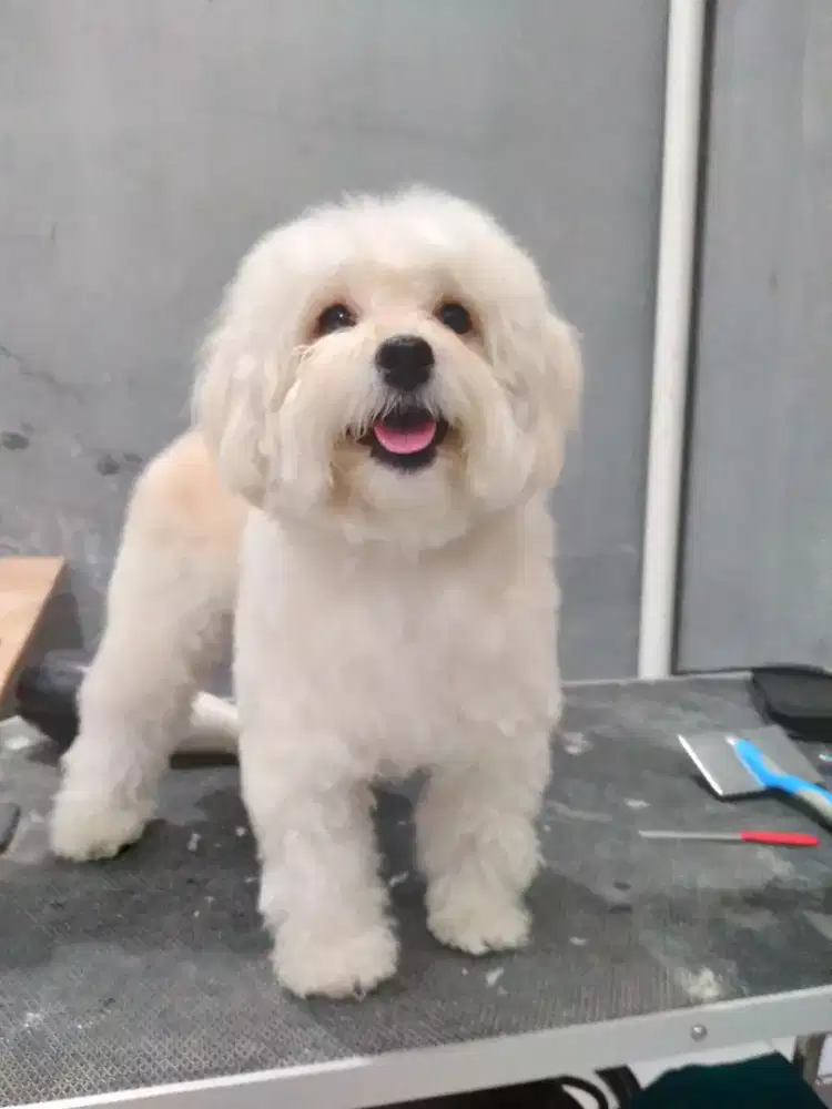 Grooming panggilan kerumah anjing dan kucing ( Hause Call)