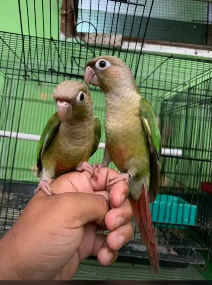 Burung cinamon connurr