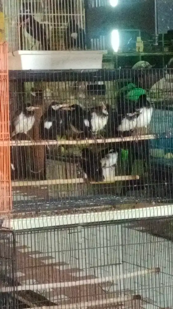 Burung jalak suren anak