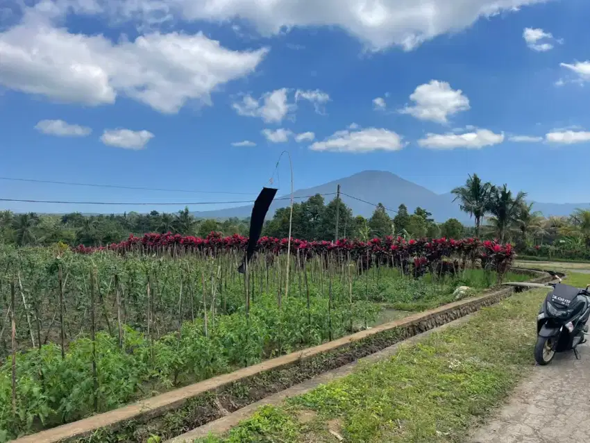 Tanah Kavling View Gunung Batukaru Di Asah Piling Penebel Tabanan