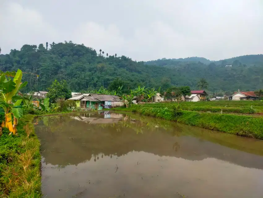 Tanah sawah produktif sangat strategis view lepas nempel kali sungai