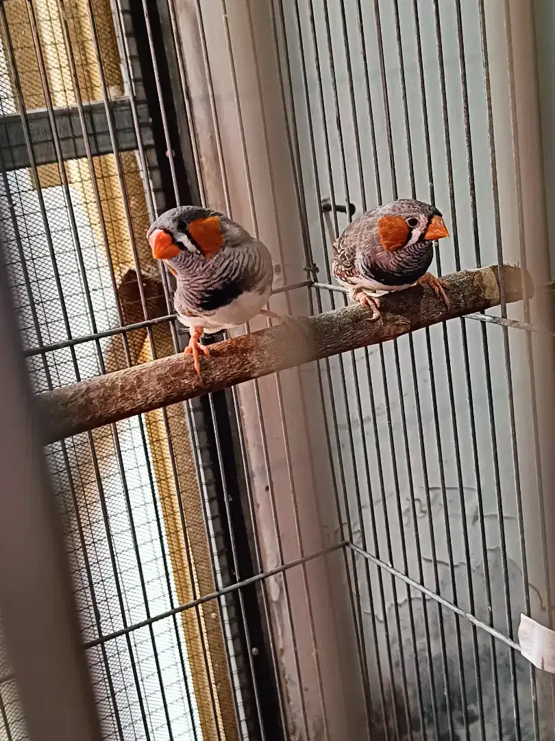 Jual Burung Zebra Finch Jantan