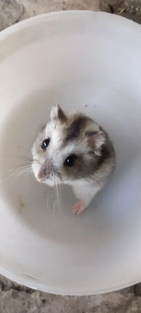 Hamster Winter whiter