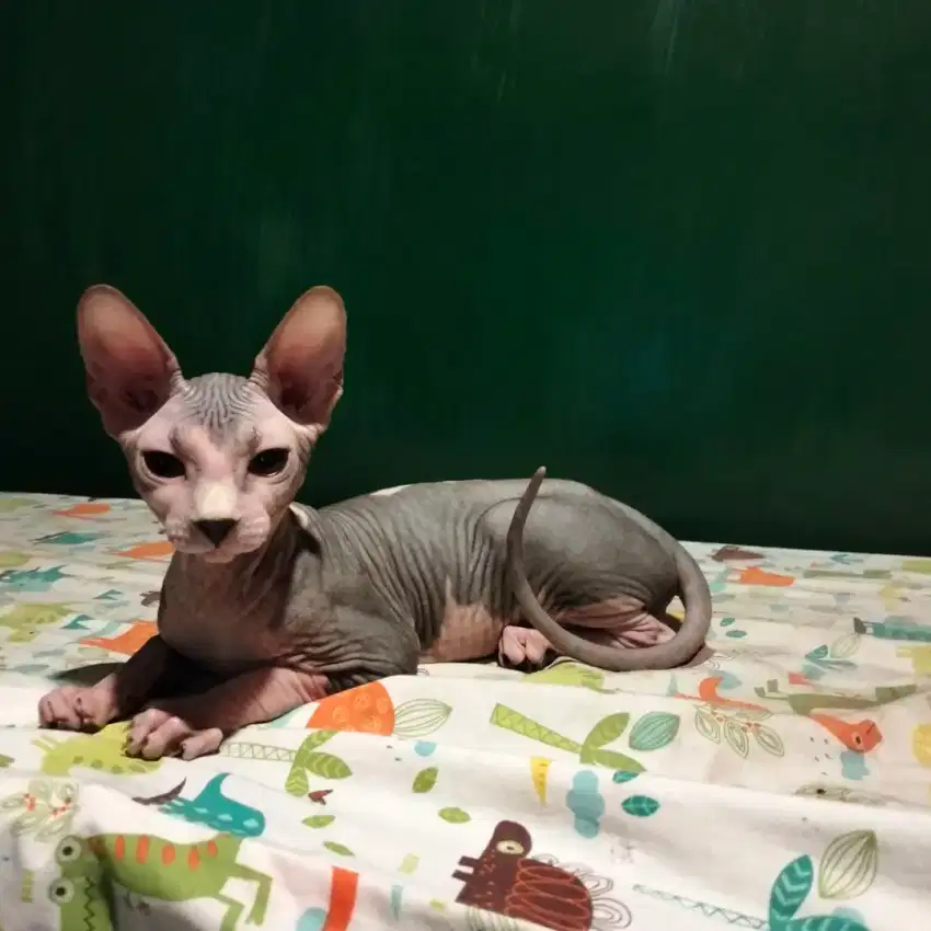 Lepas adopt Kucing Sphynx bicolor (male)