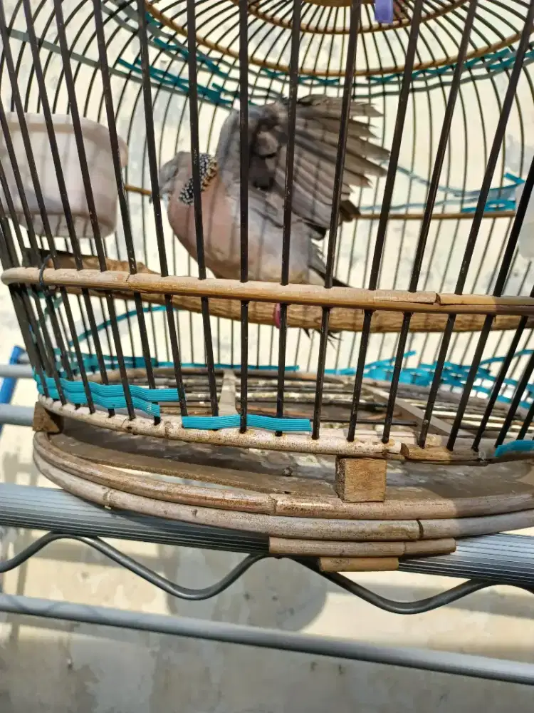 Tekukur  asli medan Barter atau di Mahar