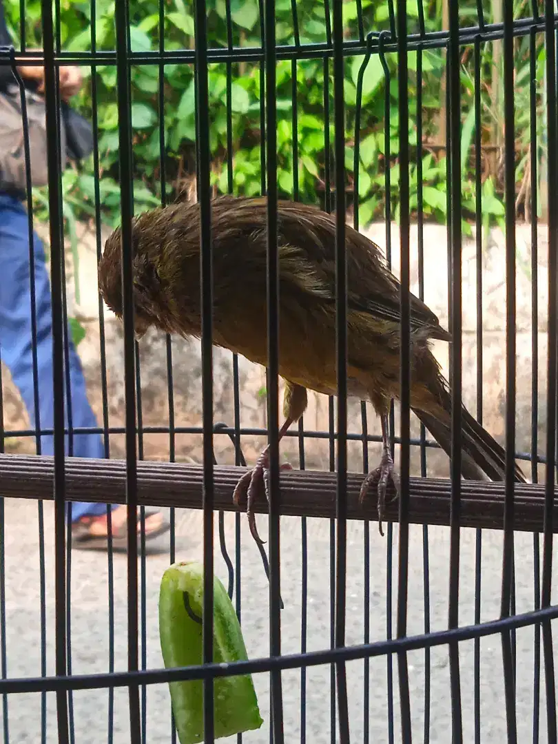 Burung kenari afs riwikan jantan tulen