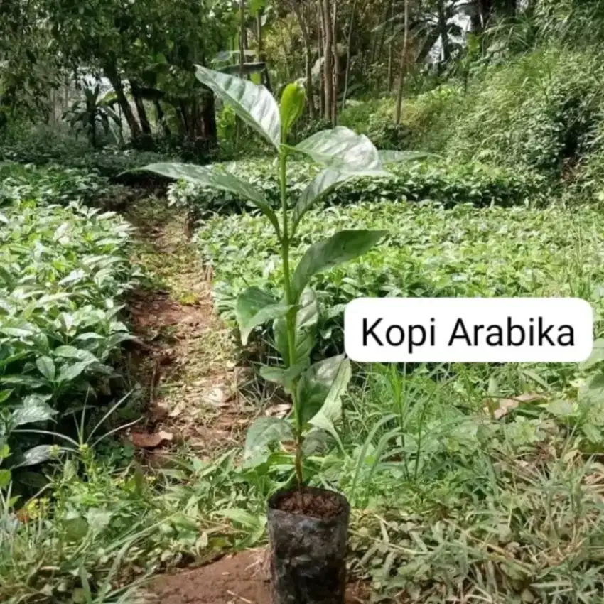 Bibit Kopi Arabika Unggul