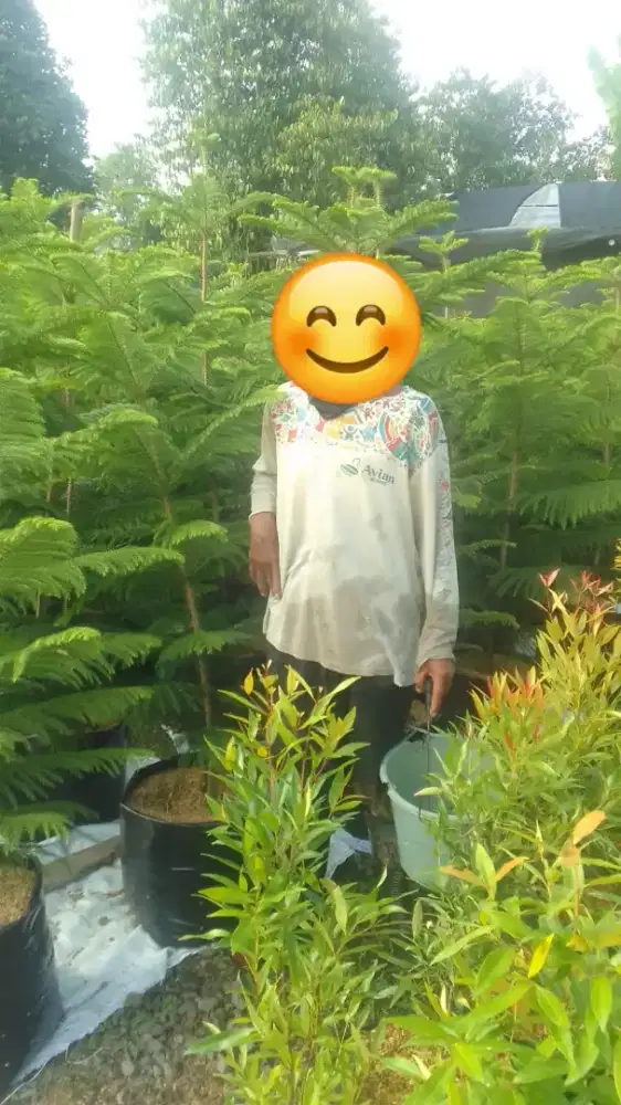 Bibit Cemara Pentris / Norfolk 1.5 -2.5 meter