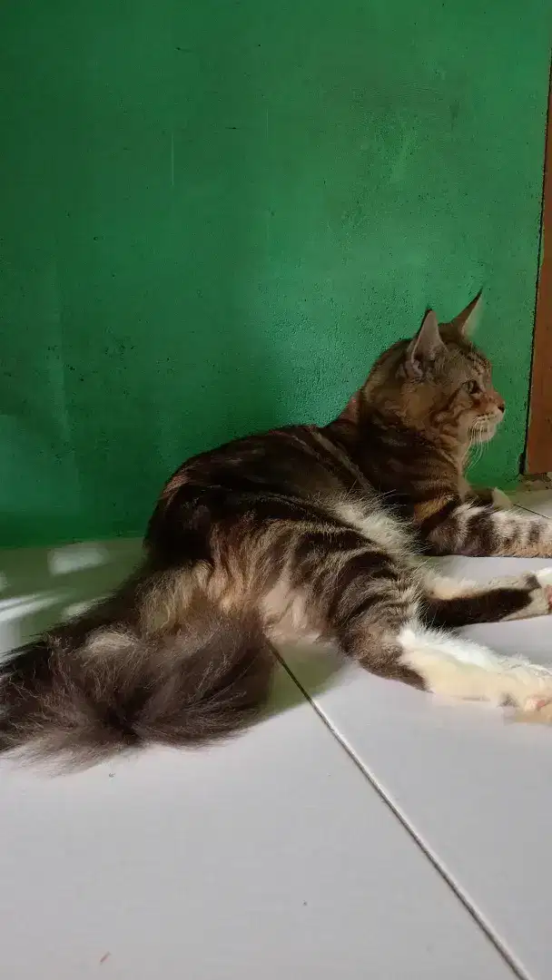 Kucing ras mainecoon