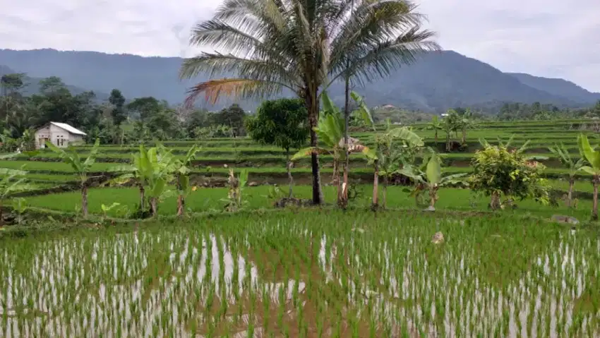 Tanah produktif sawah sangat strategis view lepas ke gunung