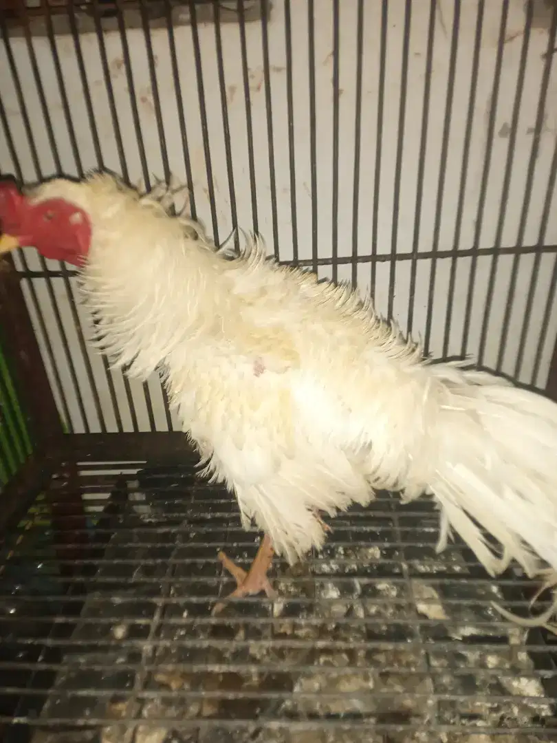 Di jual Ayam Jago Walik Putih