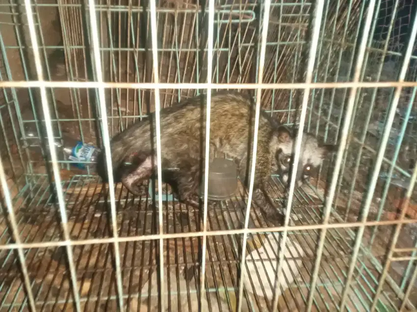 Dijual Musang Pandan