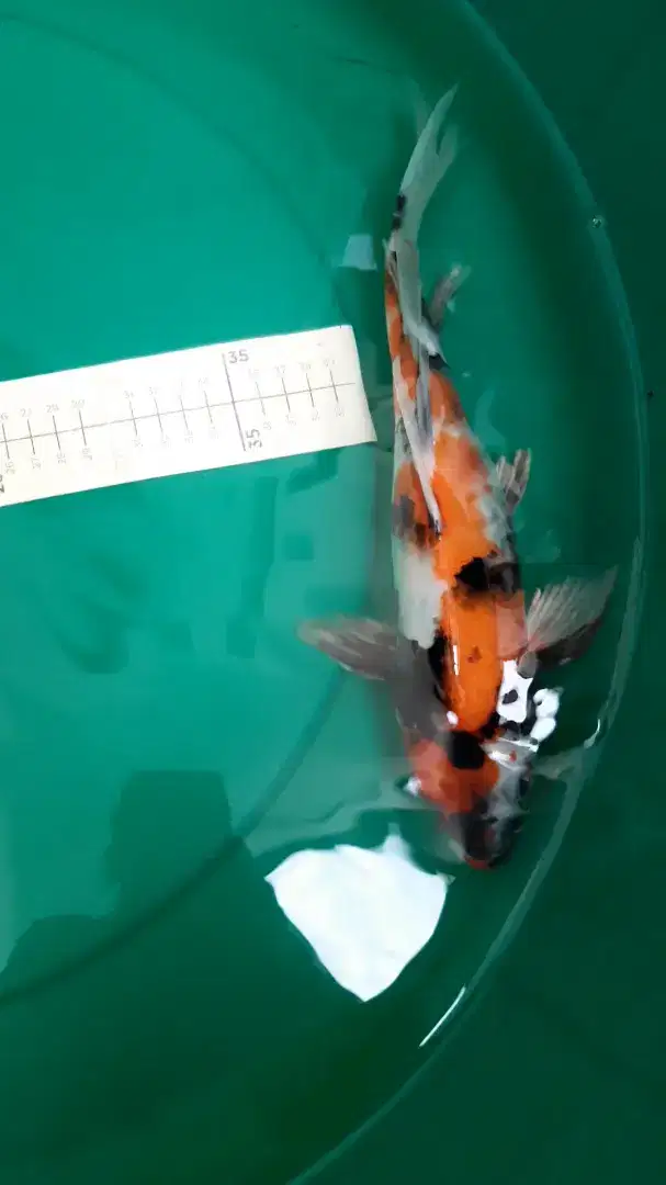 Ikan koi Kumpay Showa Slayer 37cm antik