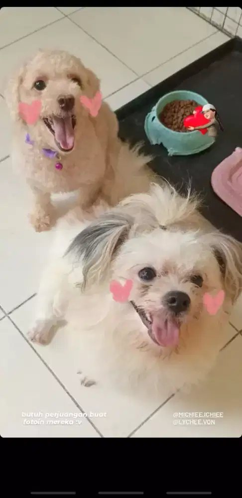 Anabul red toys poodle dan shitzhu mix pom