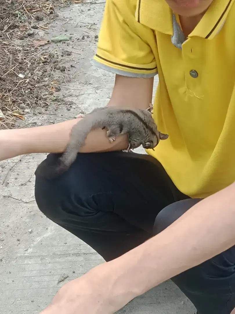 SUGAR GLIDER CLASIC GREY