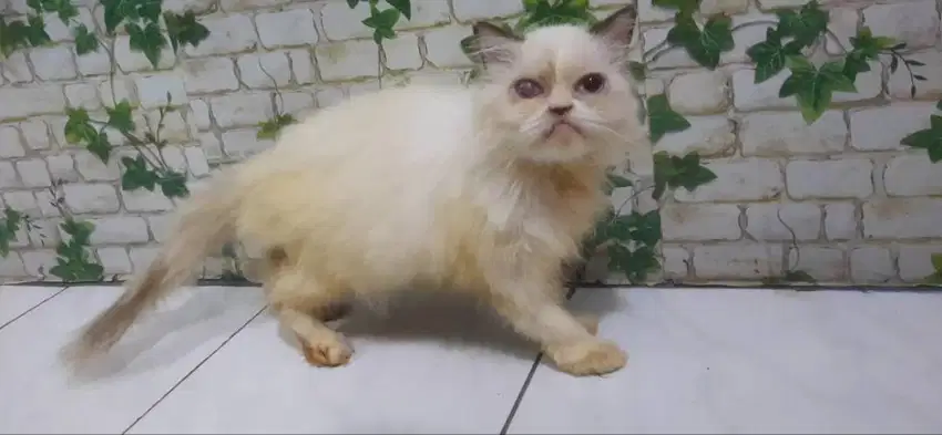 Persia betina remaja Adopt Seikhlasnya