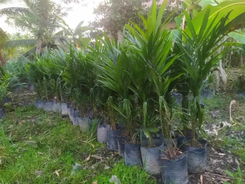 Bibit Sawit Sriwijaya 5 Usia 12 Bulan