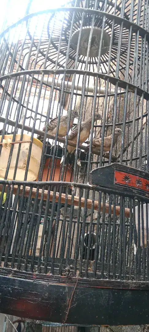 Jual aj burung perkutut