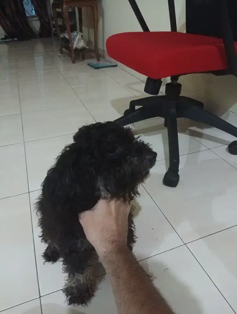 Anjing Poodle STB