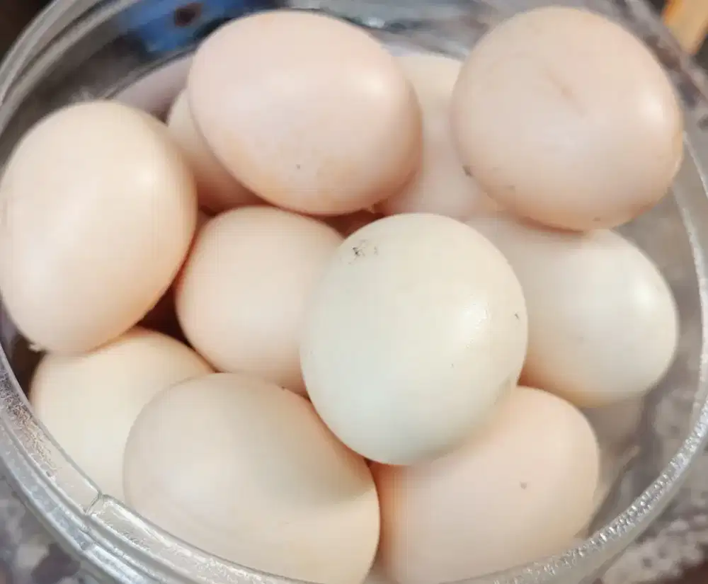 Jual telur ayam kampung asli