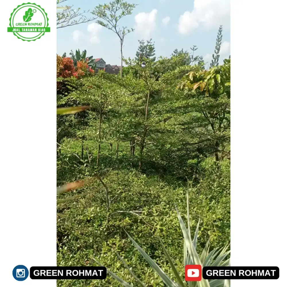 JUAL Tanaman Untuk Kebutuhan Proyek atau lanscape
