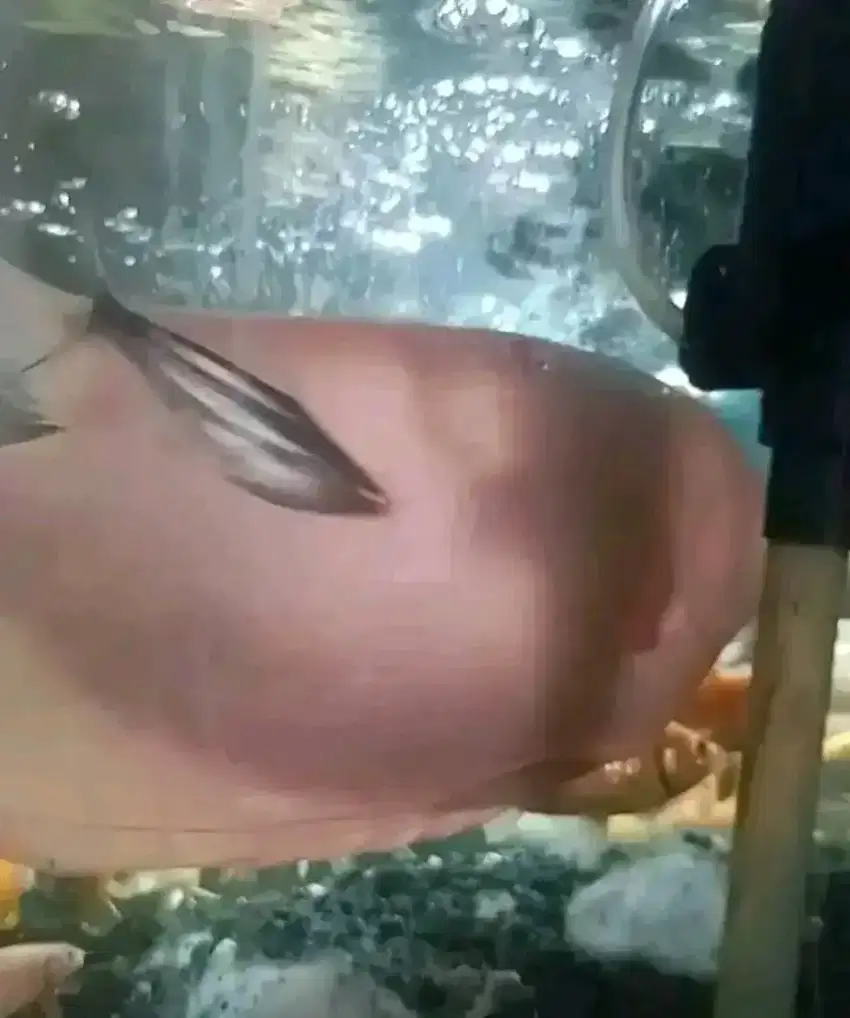 Ikan gurame padang 10 jari
