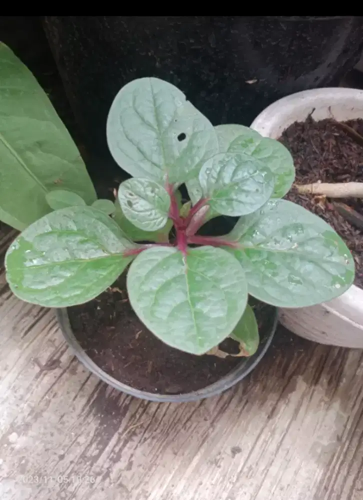 Tanaman Binahong merah