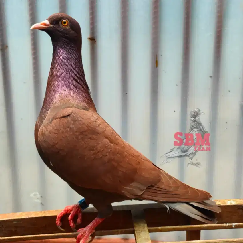 Burung dara merpati sepasang trah kolongan