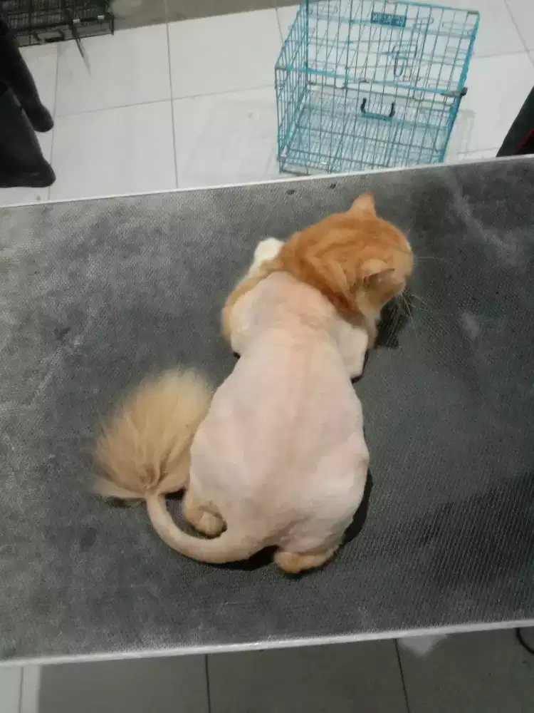 Grooming kucing dan anjing panggilan kerumah