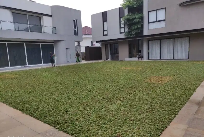 Jual rumput gajah mini dan pohon hias
