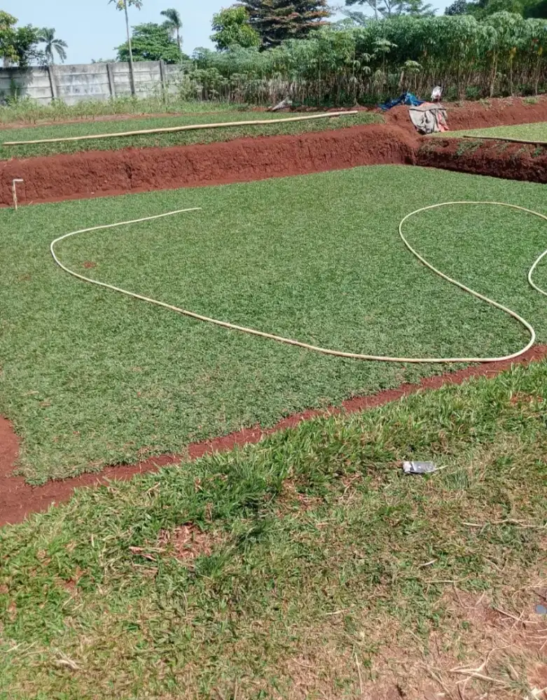 Jual rumput gajah mini