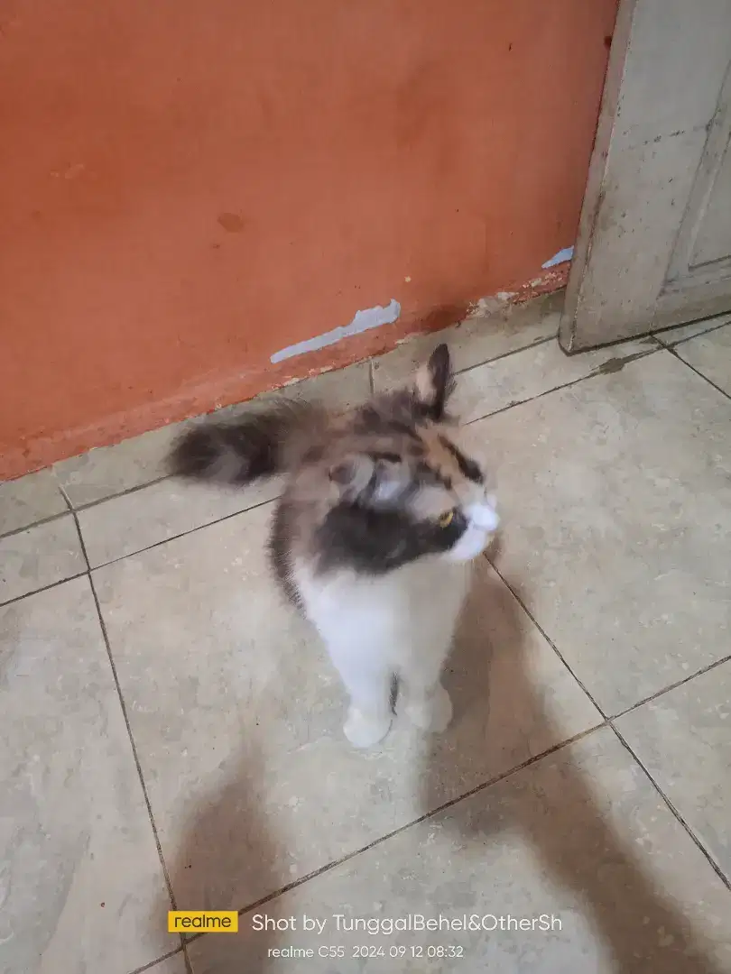 Kucing indukan caliko 1.5 THN manja enteng besar bodi pnjng