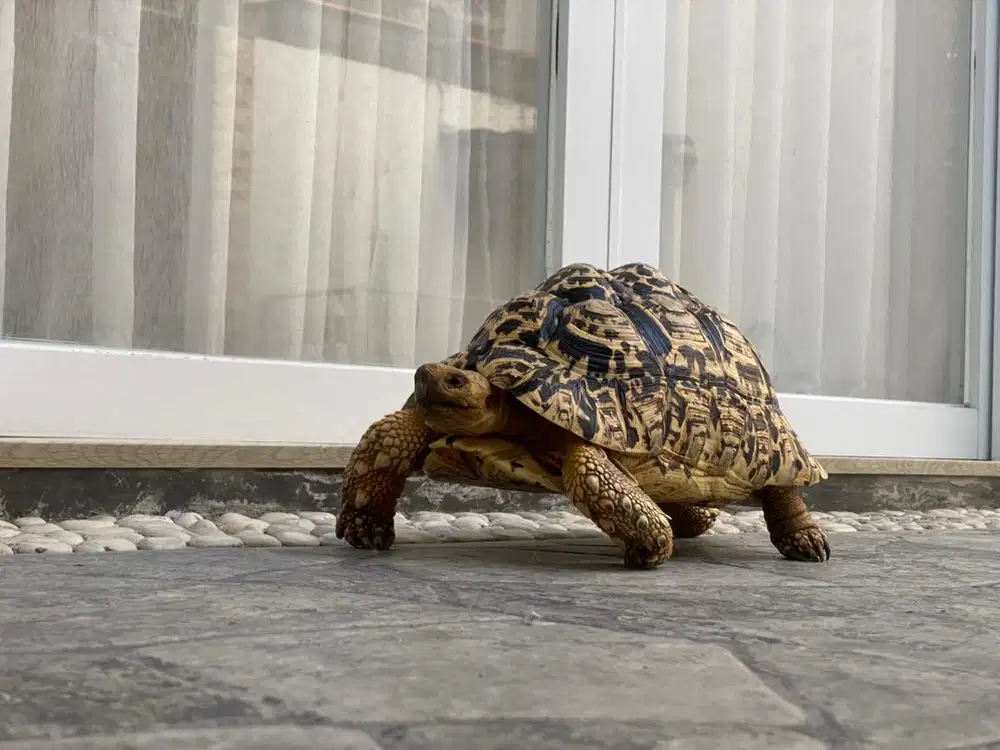 Pardalis pardalis 30 cm