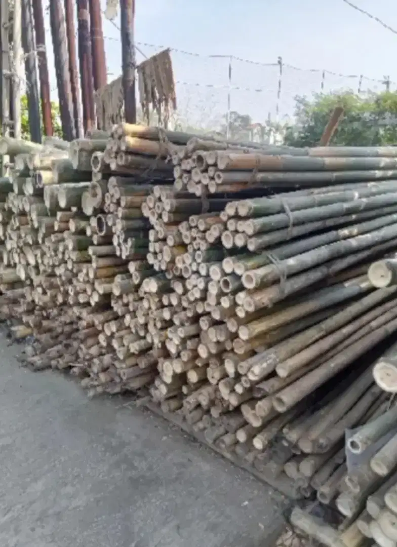 Bambu Steger , Cor ,Tiang