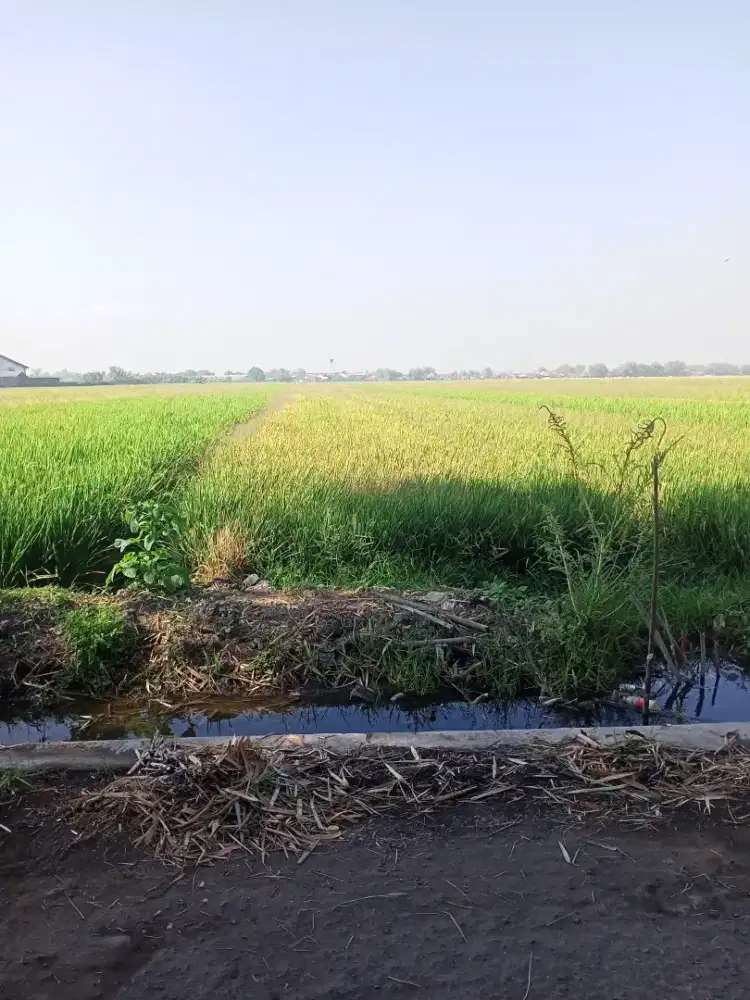 Dijual sawah produktif dan bisa untuk investasi