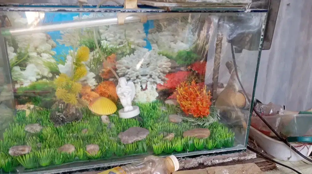 Akuarium bagus uk sedang