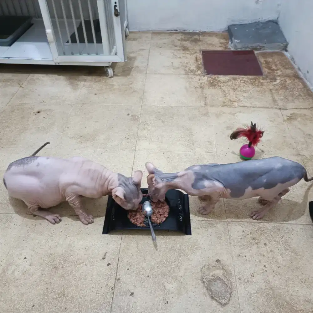 kucing Sphynx jantan jasa pacak kucing